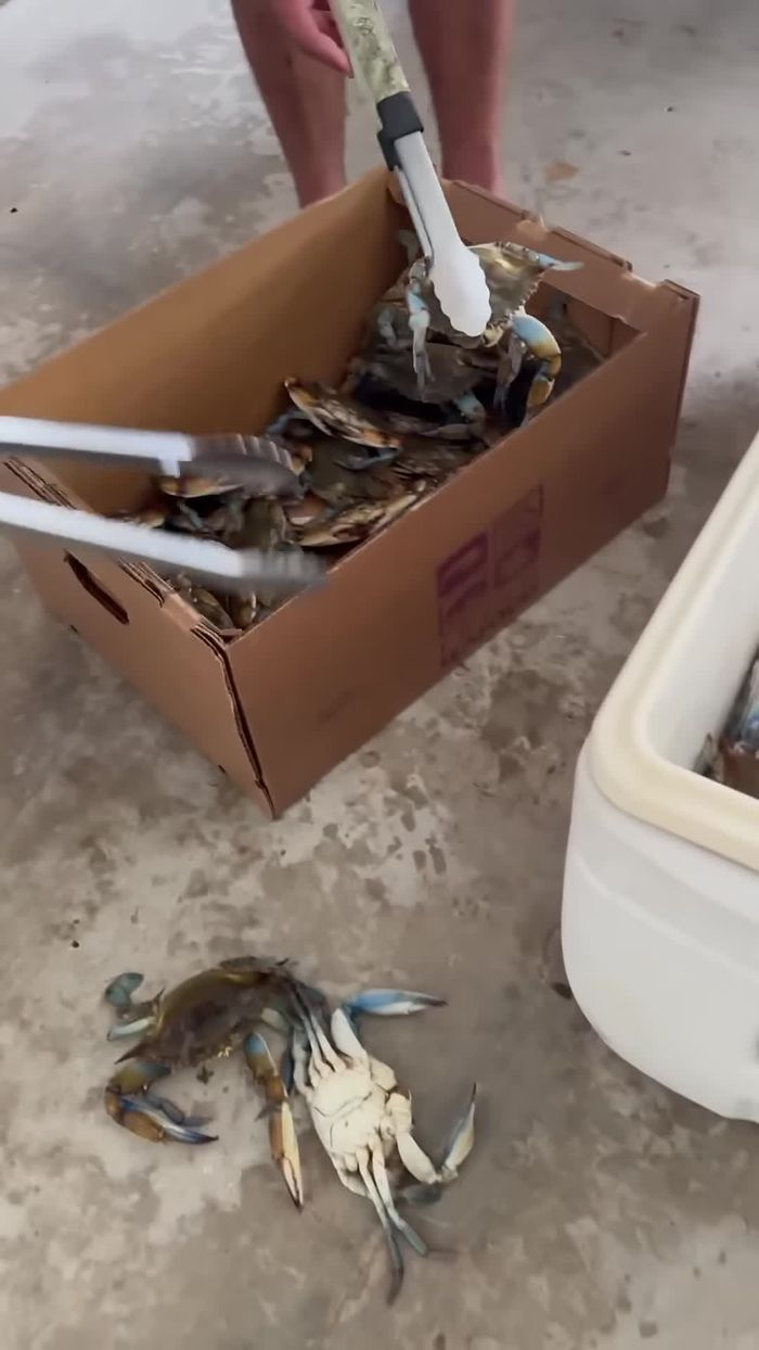 Preparar los cangrejos. Descartar los tres que estén en mal estado.