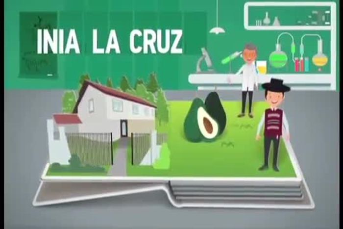 Cocinar, revolviendo ocasionalmente, hasta que los arándanos estén suaves y comiencen a liberar sus jugos (aproximadamente 5-7 minutos).