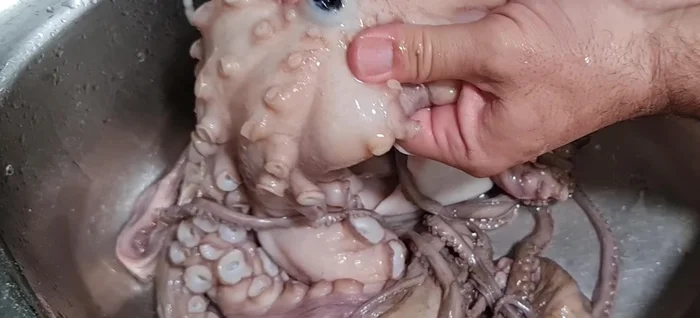 Limpiar la boca del pulpo apretando hasta sacar el pico duro.